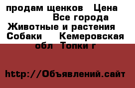 продам щенков › Цена ­ 15 000 - Все города Животные и растения » Собаки   . Кемеровская обл.,Топки г.